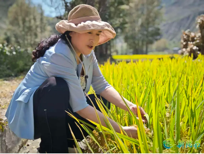 截图-2025年11月26日 15时28分4秒.png 截图-2025年11月26日 15时28分4秒.png