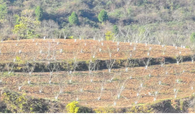 截图-2025年12月15日 18时5分51秒.png 截图-2025年12月15日 18时5分51秒.png